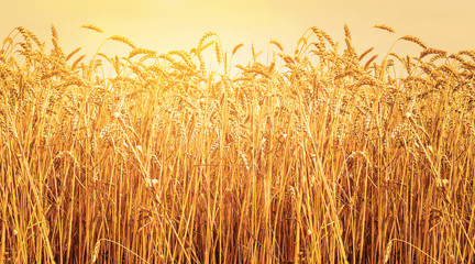 Ripe ears of wheat in field during harvest. Sunset. Agriculture summer landscape. Rural scene