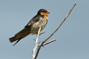Welcome swallow - Hirundo neoxena - in maori warou, species native to Australia and nearby islands, self-introduced into New Zealand, very similar to the Pacific swallow