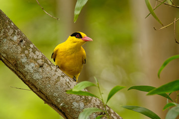 Black-naped oriole - Oriolus chinensis male - passerine bird in the oriole family that is found in many parts of Asia