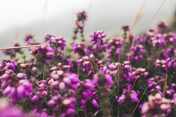 Purple Flowers