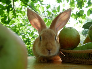 Polonne / Ukraine - July 19 2018: Rabbit and pears