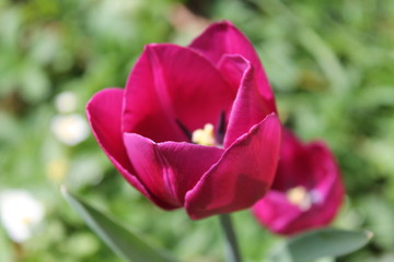Tulipe