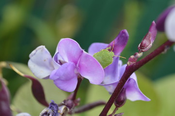 Obraz premium decorative peas and beetle