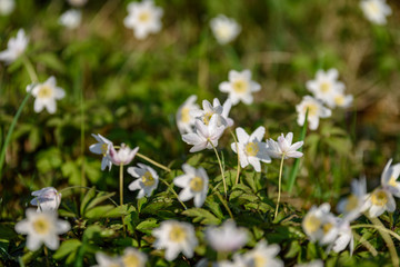 large field of white anemone flowers in spring