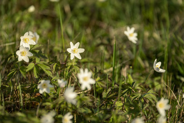 large field of white anemone flowers in spring