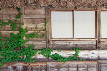 Green climber plant on wall house made from old wood of pine tree.