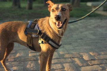 Retrato de primer plano de perro de color marrón y mirada expresiva al atardecer en un parque