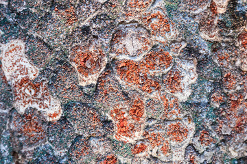 Nature of bark have surface is rough and have fungus.