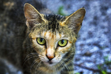 A portrait of a street cat, a cat looks into the camera