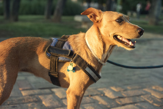 Retrato de primer plano de perro de color marrón y mirada expresiva al atardecer en un parque