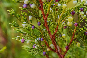 Beautiful sprigs of juniper with a rounded berries are blue.