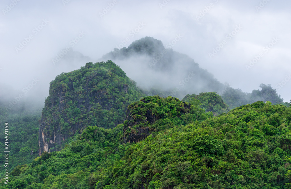 Wall mural green forest mountain with fog morning