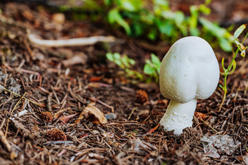 White champignon mushroom in the forest close-up