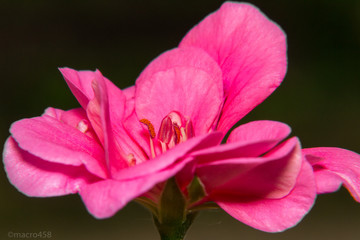 Pink flower on black background