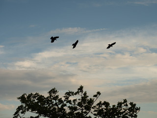 silhouette of three frying crow