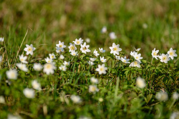 large field of white anemone flowers in spring