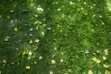 pattern of dirt and leaves