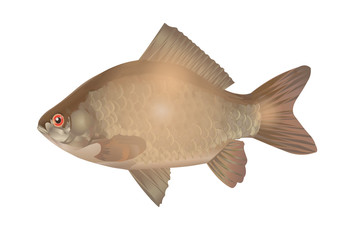 Carp vector illustration for fishing theme isolated on white background