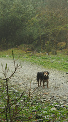 Fototapeta na wymiar Black dog on the way to Annapurna trek