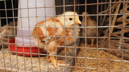 Obraz premium Yellow cick in the cage