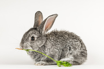 Grey little rabbit bites a carrot on a white background