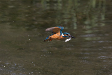 Martin pescatore in volo sul fiume (Alcedo atthis)