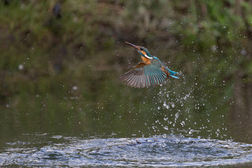 Martin pescatore in volo sul fiume (Alcedo atthis)