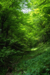 Plitvice Lakes National Park