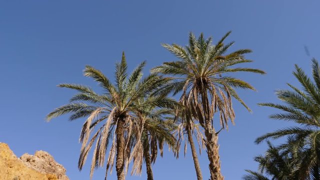 Palm trees against blue sky in summer, low angle view