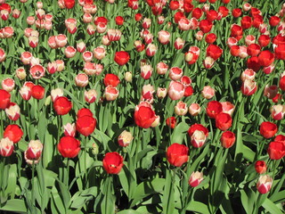 Field of red tulips, spring