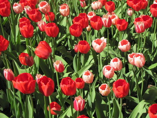 Field of red tulips, spring