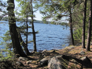 Lake shore in the forest