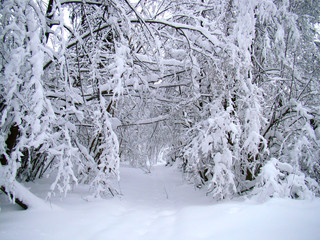 Forest trees after the heavy snowfall - 215622760