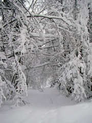 Forest trees after the heavy snowfall - 215622776