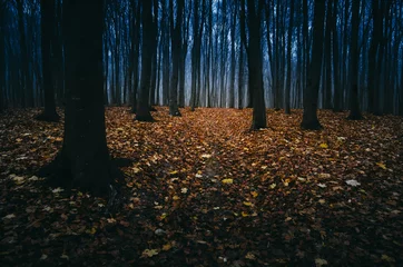 Papier Peint photo Automne paysage d& 39 automne magique avec des feuilles d& 39 automne colorées sur le sol de la forêt