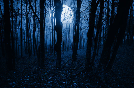 Fototapeta moonlight landscape in horror halloween woods