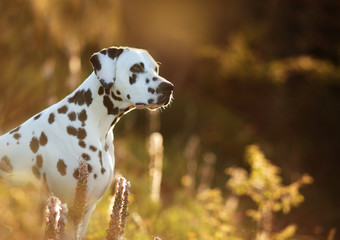 dog breed Dalmatian on a walk beautiful portrait