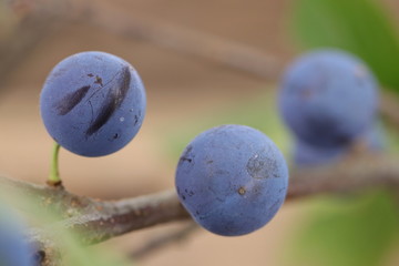 Detailaufnahme von Früchten der Naturheilpflanze Schlehdorn