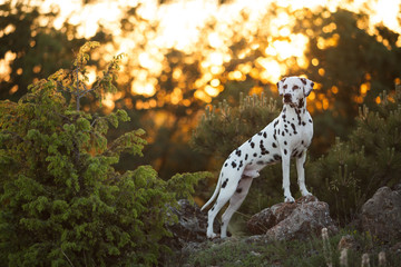 beautiful dog breed Dalmatian on sunset background portrait