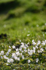 Fototapeta premium large field of white anemone flowers in spring