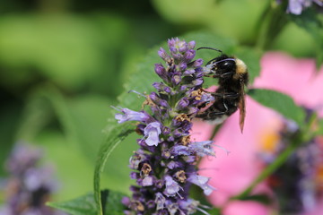 nur noch selten zu sehen - kleine Wiesenhummel beim Pollensammeln auf einer Duftnessel