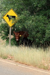 Roadside cow caution