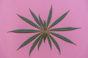 concept of marijuana treatment. A cannabis leaf and a syringe on a pink background