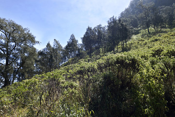 Grass and trees on hill in road to climb Semeru Mountain
