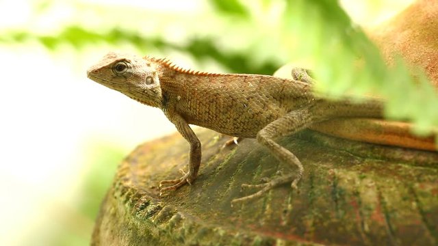 Close up lizard  in Thailand