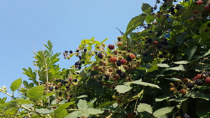 Blackberries in all colors growing on plants on the street of Leidschendam in the Netherlands
