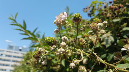 Blackberries in all colors growing on plants on the street of Leidschendam in the Netherlands