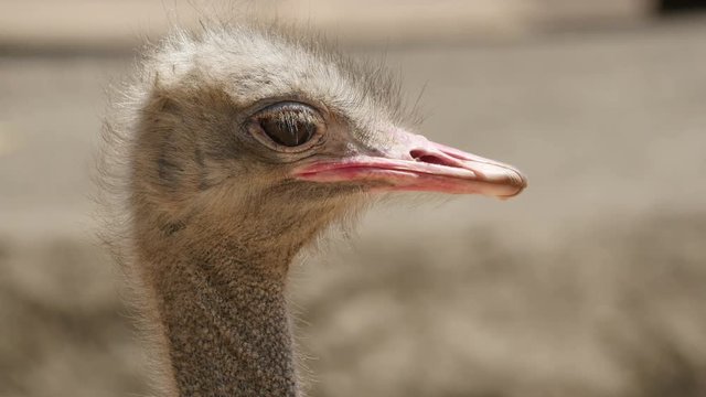 Close-up on head ostrich.