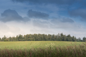 summer rural landscape with a field and forest under the blue sky