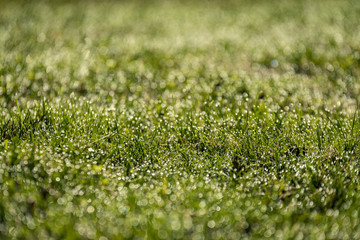 Beautiful green lawn freshly mowed. defocus